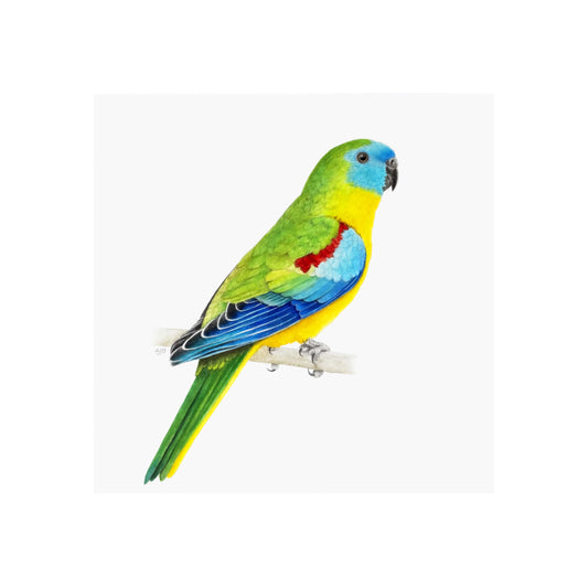 A giclée fine art print of a Turquoise Parrot bird sitting on branch, against a pale neutral colour background.