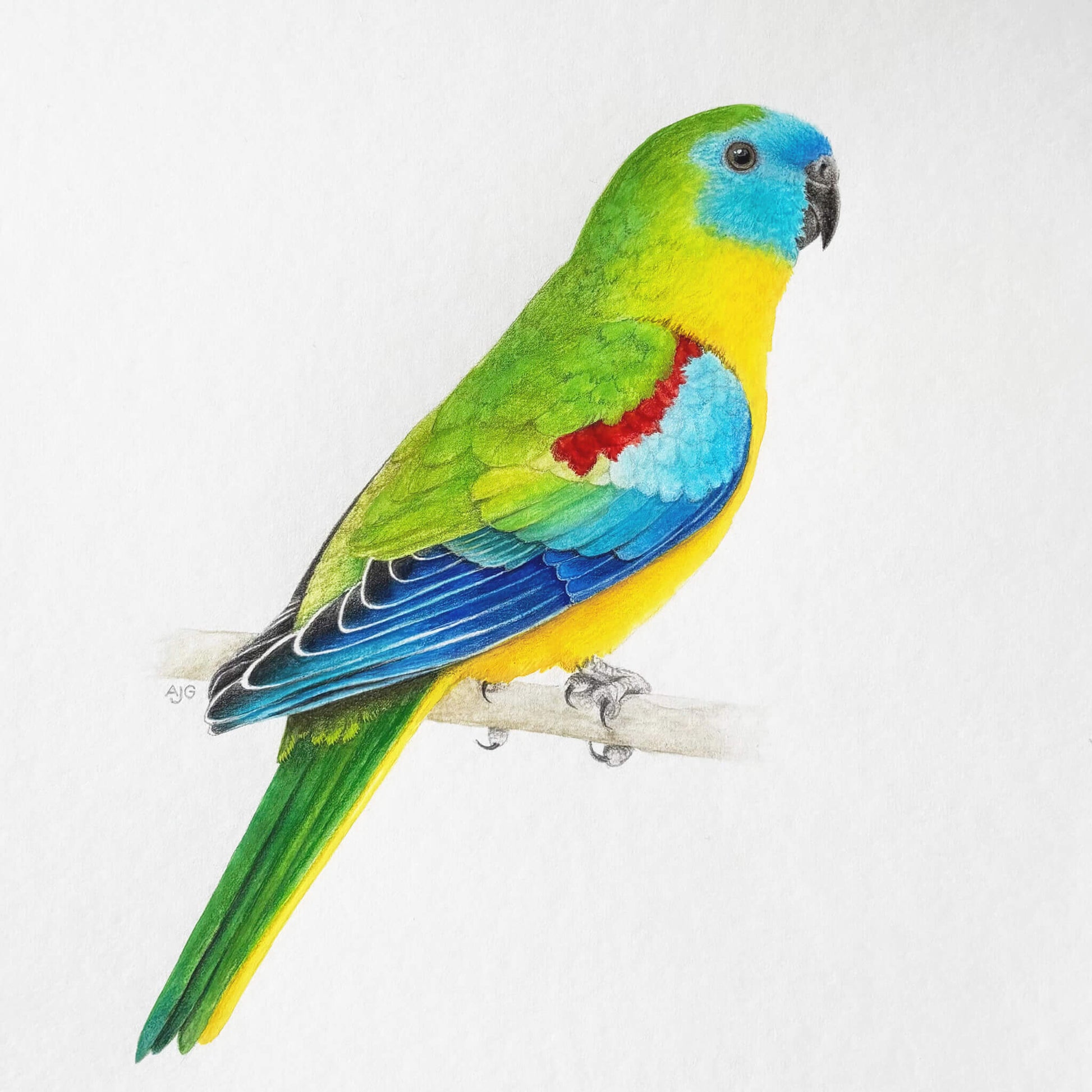 An original realistic painting of a turquoise parrot bird on a branch, painted in gouache and colour pencil on a white background.