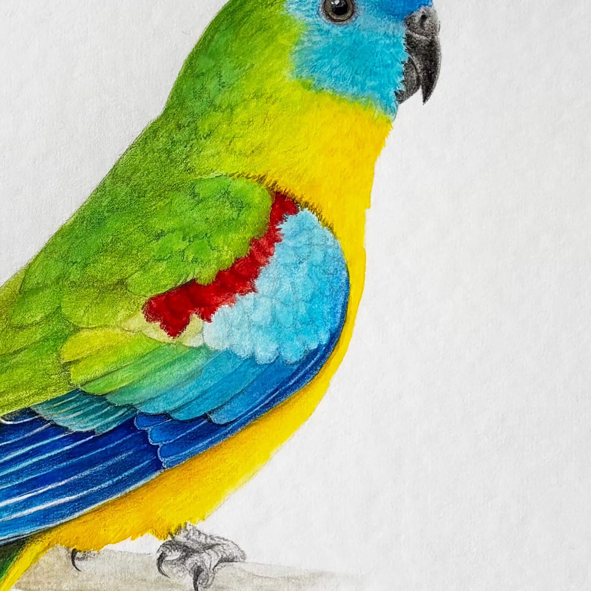 A close up section of an original gouache and pencil painting of a turquoise parrot bird by Amanda Gosse.