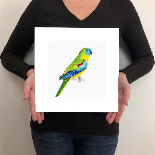 A giclée fine art print on paper of a Turquoise Parrot bird on a light grey background. This image illustrates the print size.