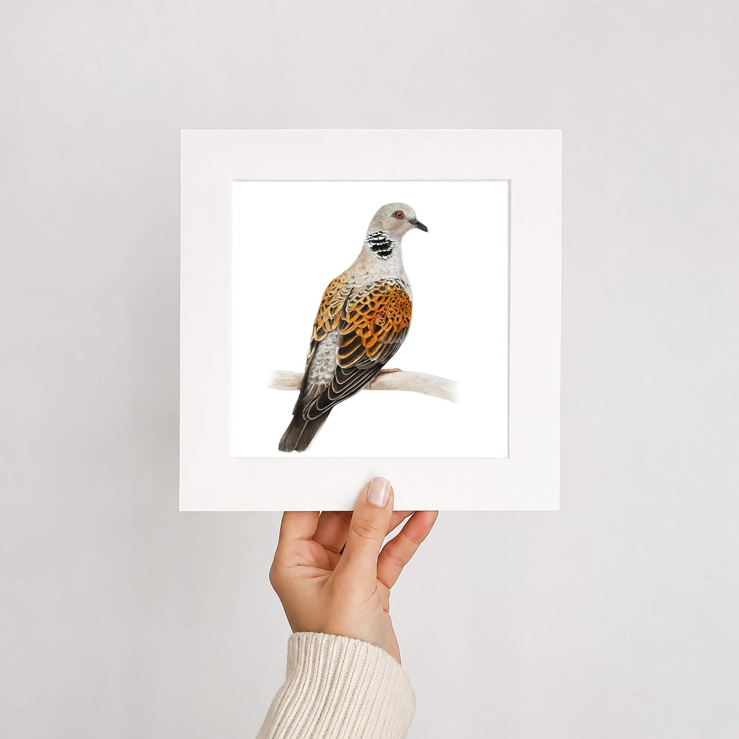 Hand holding a framed print of a turtle dove bird on a white background