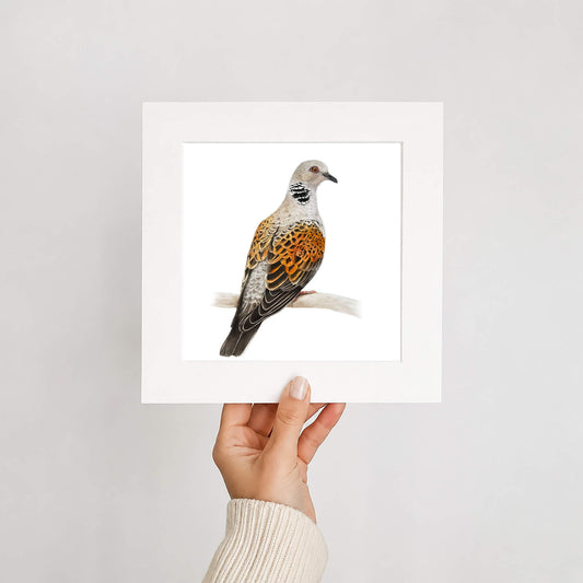 Hand holding a framed print of a turtle dove bird on a white background