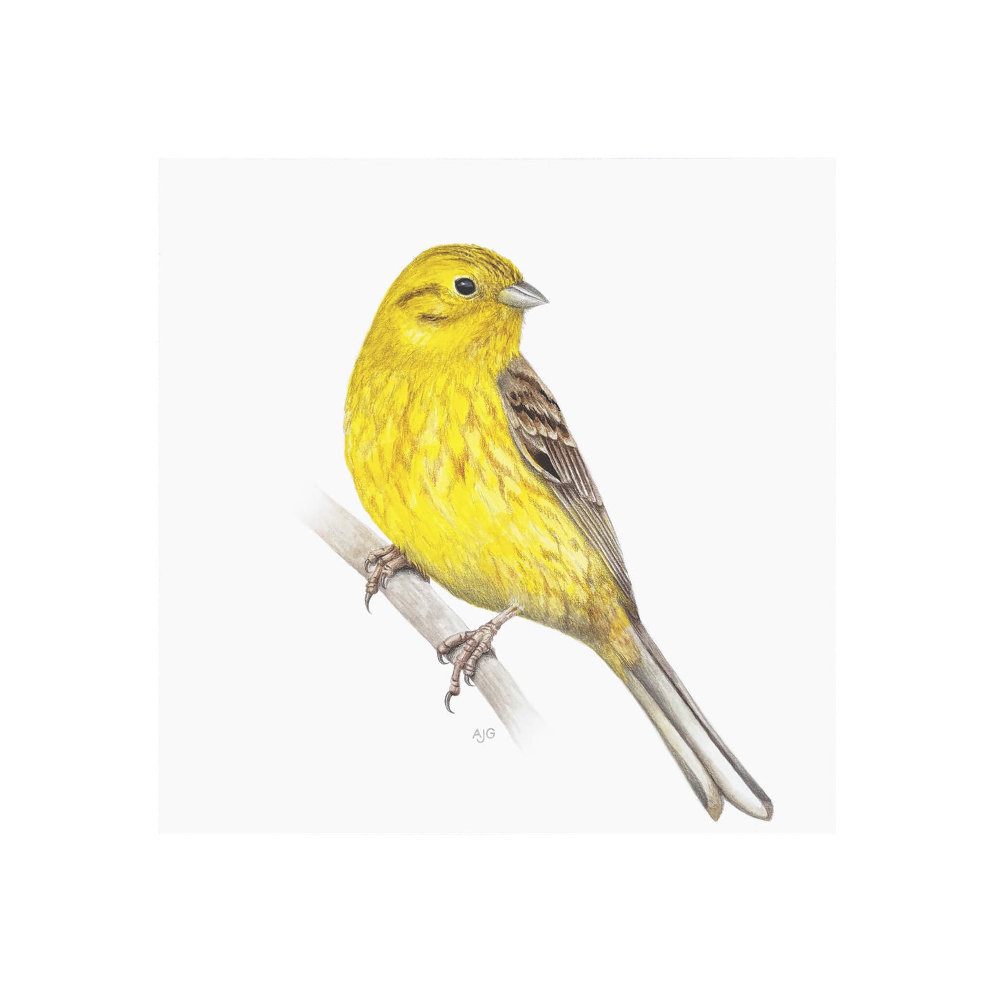 A giclée fine art print of a yellowhammer bird sitting on branch, against a pale neutral colour background.