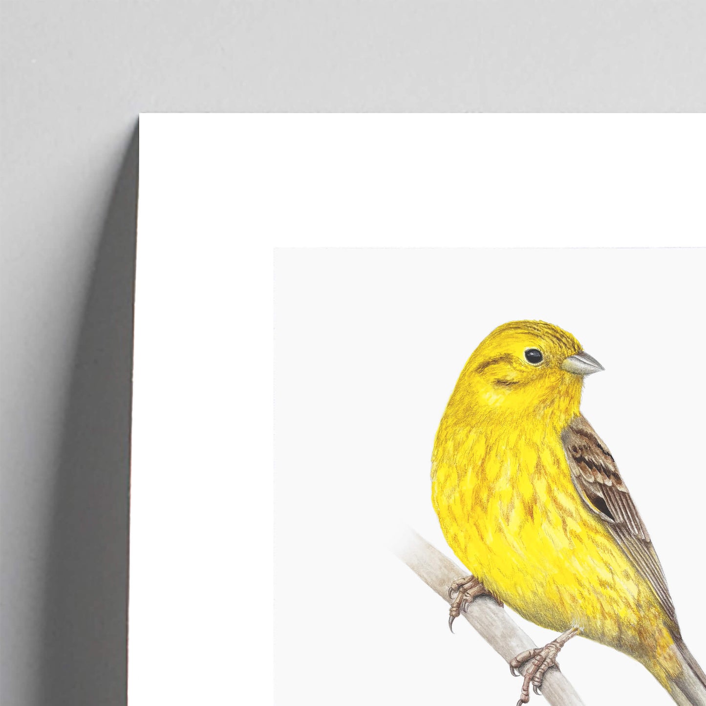 Giclée fine art print of a yellowhammer on a pale grey background. This image shows a section, to highlight the detail.