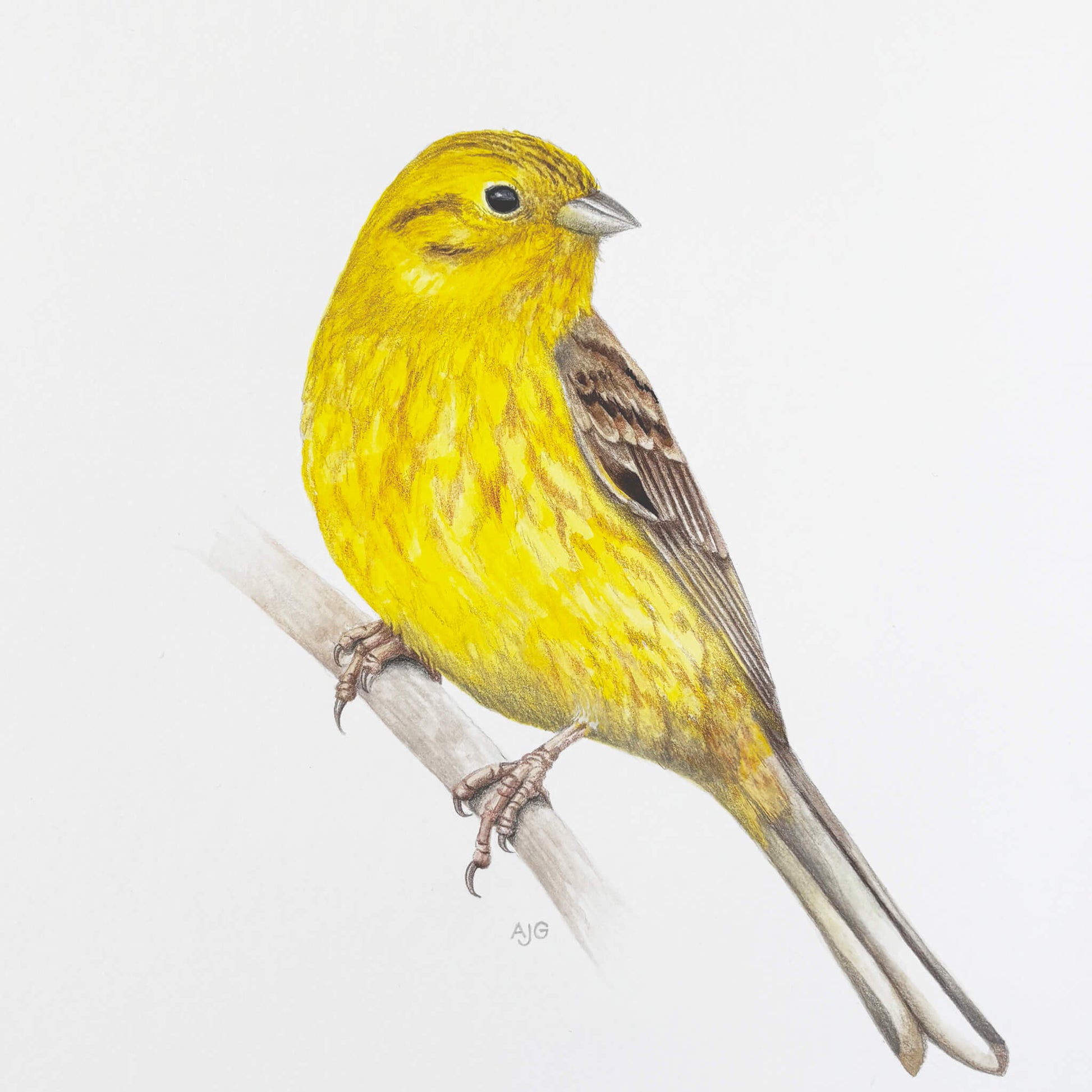An original gouache painting of a yellowhammer bird on a branch