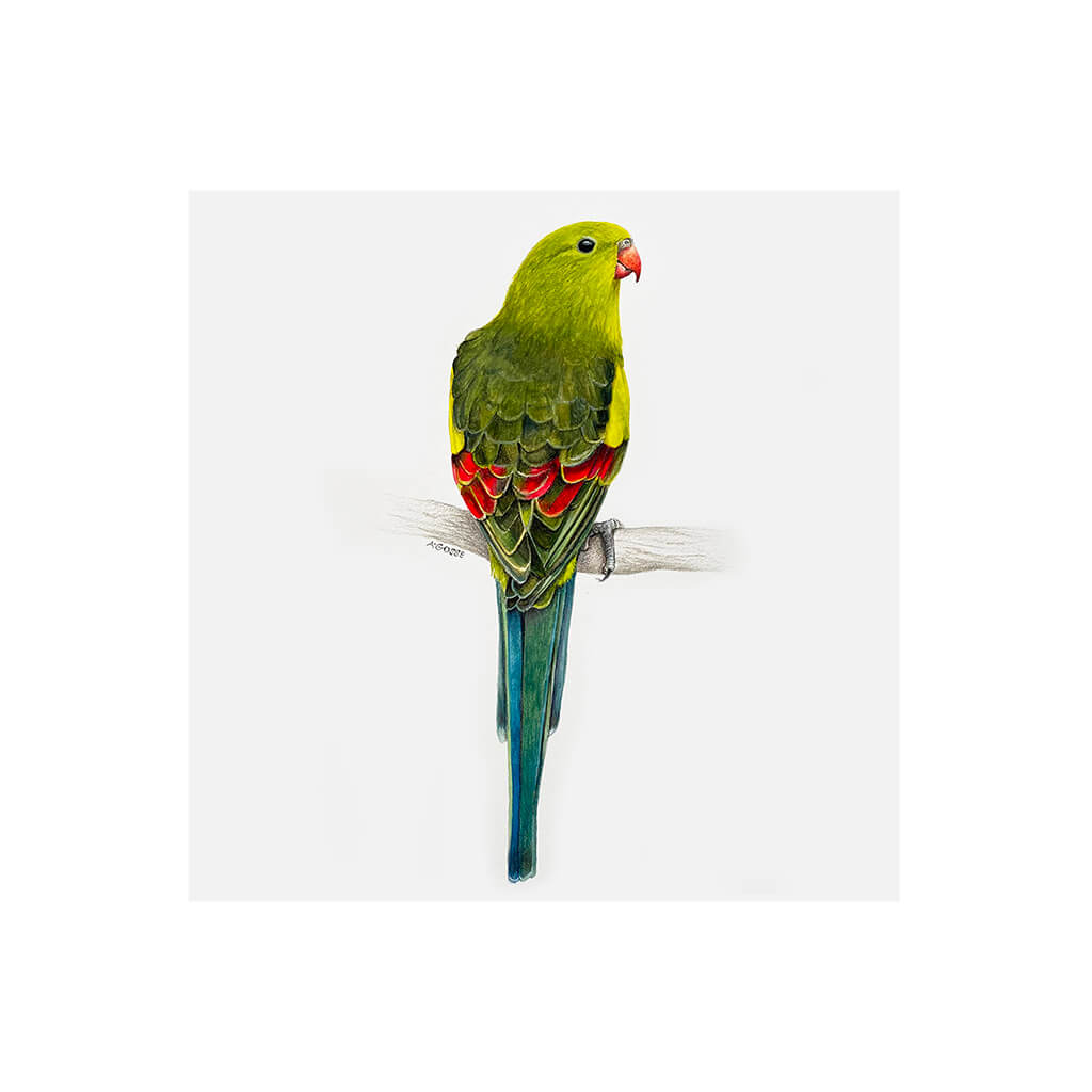 Regent Parrot by Amanda Gosse Giclée Fine Art Print
