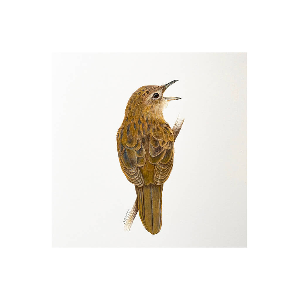 Fine Art Giclée print of a Grasshopper Warbler by Amanda Gosse