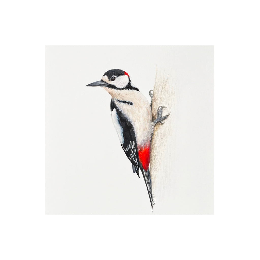 Fine Art Giclée print of Greater Spotted Woodpecker a painting by Amanda Gosse