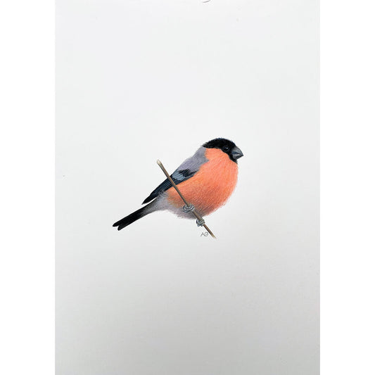 Original A4 gouache and coloured-pencil painting of a bullfinch perched on a thin branch against a soft white background. The bird features a vivid coral-red chest, soft grey‑blue wings and back, and a black cap and tail.