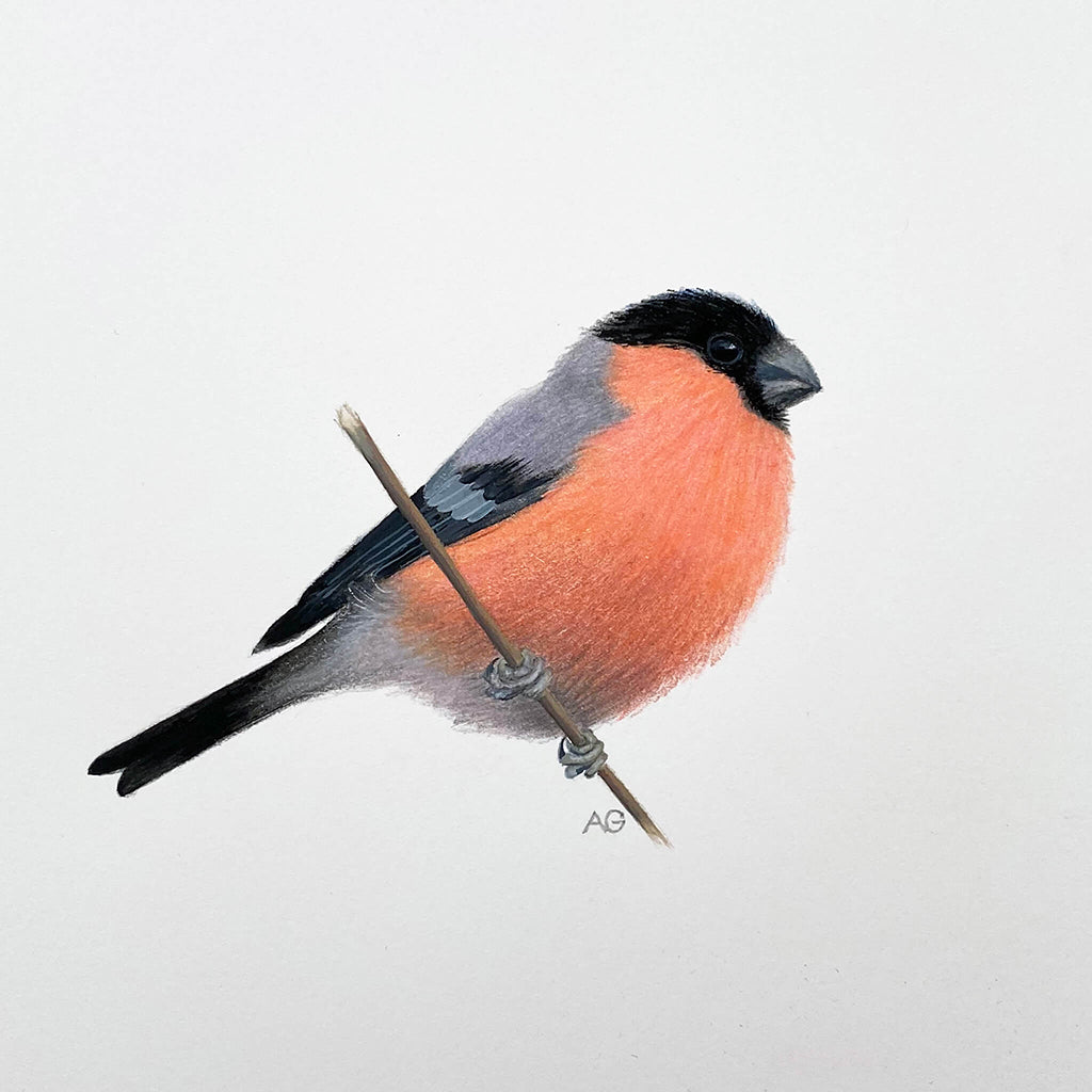 Original A4 gouache and coloured-pencil painting of a bullfinch perched on a thin branch against a soft white background. The bird features a vivid coral-red chest, soft grey‑blue wings and back, and a black cap and tail.