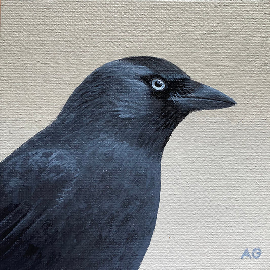Miniature painting of a jackdaw bird by Amanda Gosse acrylic on canvas