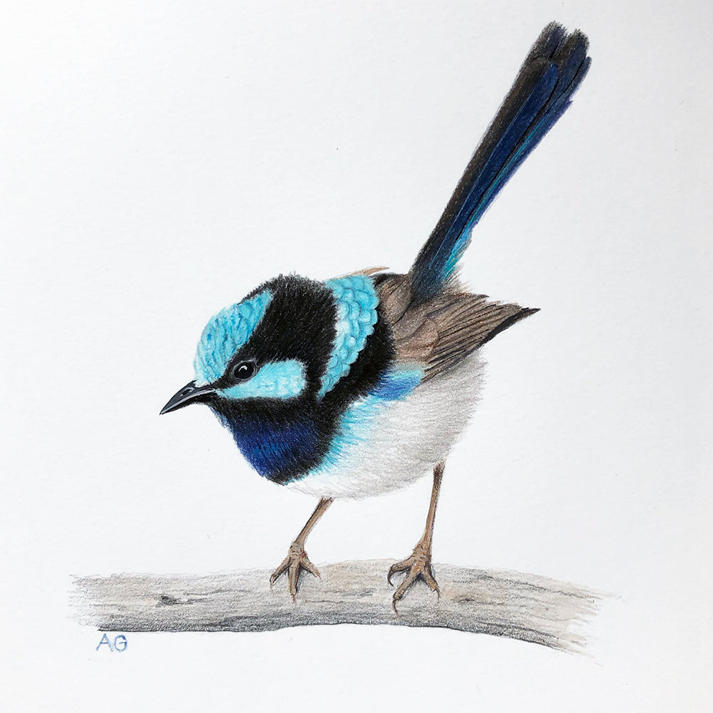Superb Fairy Wren original artwork gouache and pencil