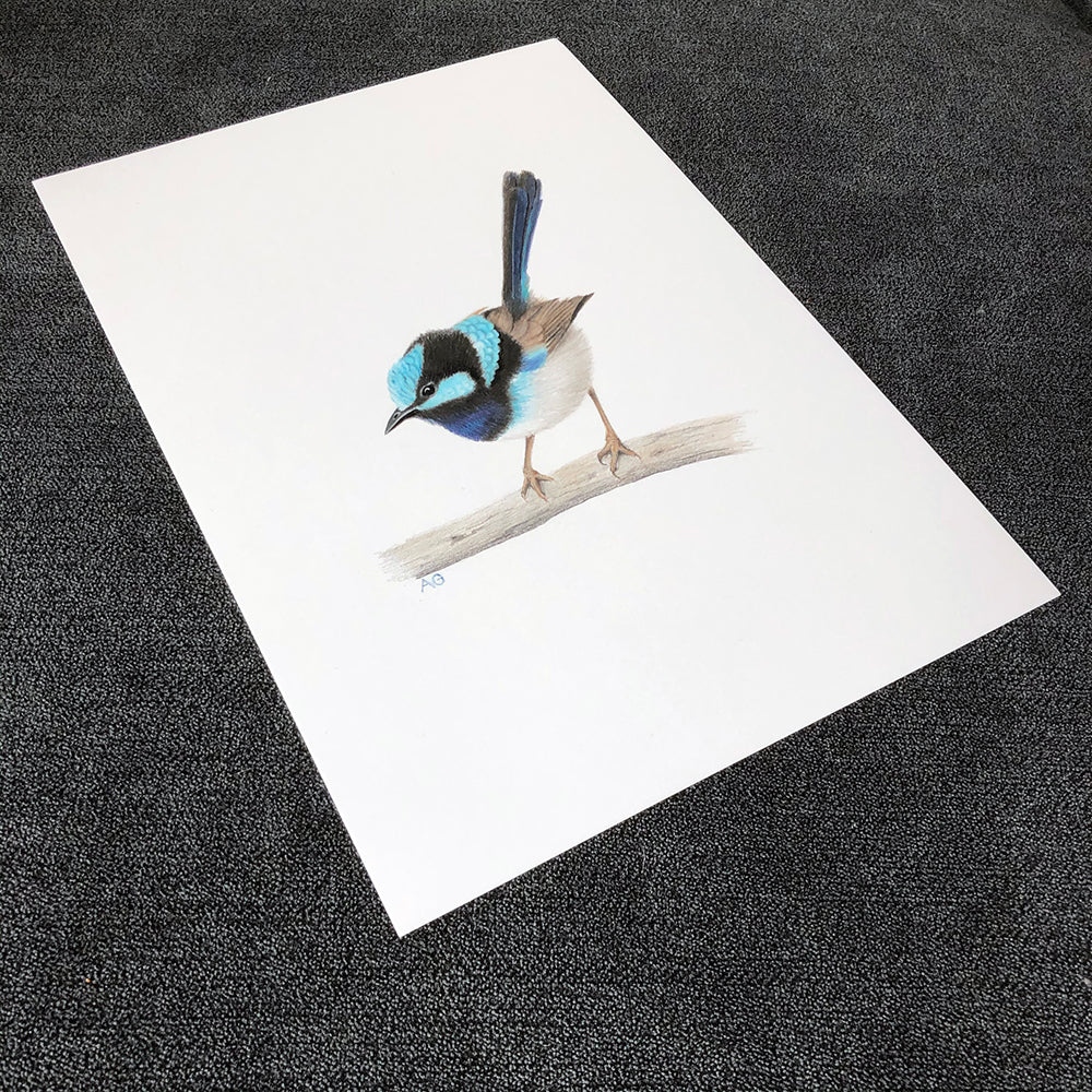 Superb Fairy Wren by Amanda Gosse original gouache and pencil painting