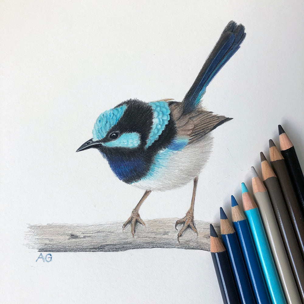 Superb Fairy Wren original artwork by Amanda Gosse