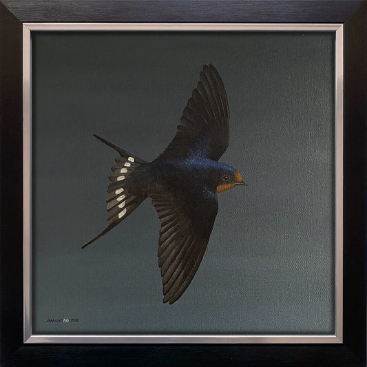 A swallow bird on dark grey background framed acrylic painting on square canvas by Amanda Gosse
