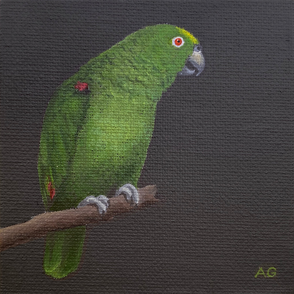 An original miniature painting of a yellow crowned amazon parrot by Amanda Gosse