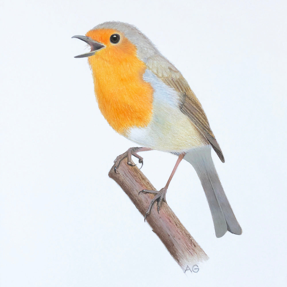 European robin original pencil and gouache painting by Amanda Gosse