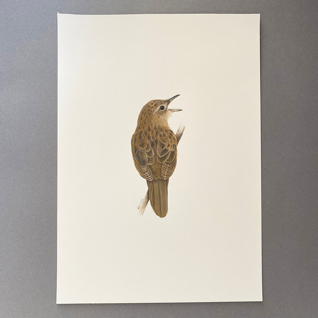 Gouache painting of a grasshopper warbler bird