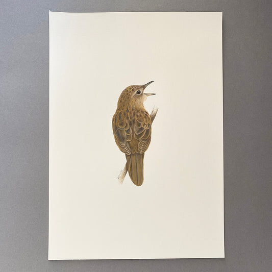 Gouache painting of a grasshopper warbler bird