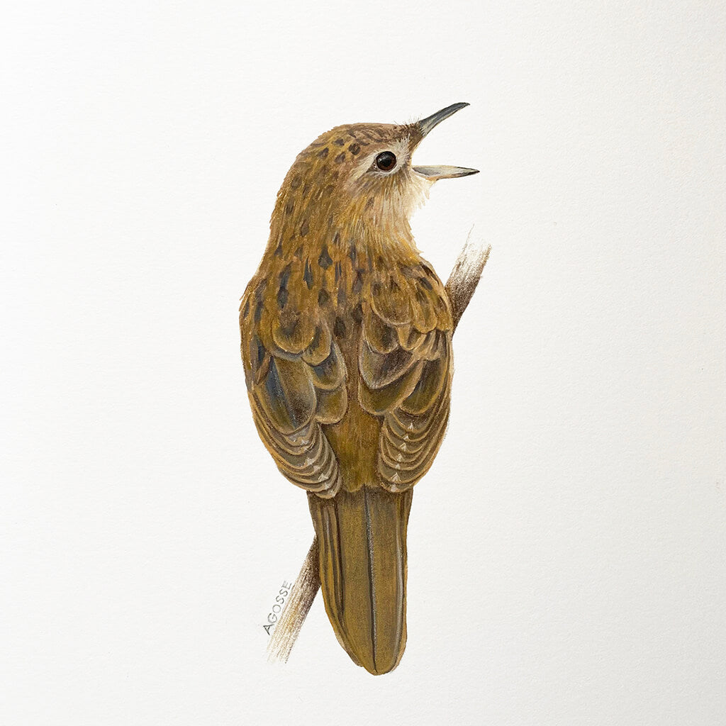 An original gouache painting of a grasshopper warbler bird