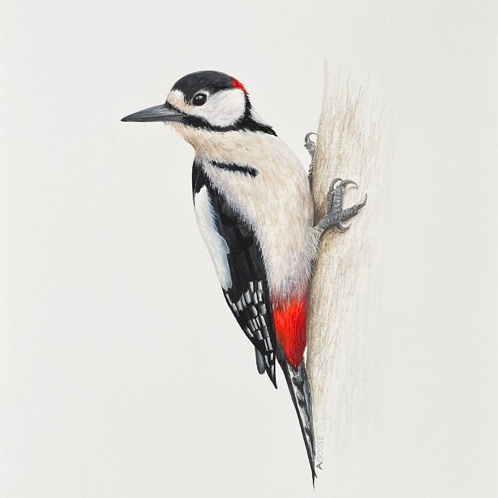 An original realistic painting of a Greater Spotted Woodpecker bird on a branch, painted in gouache and colour pencil on a white background.