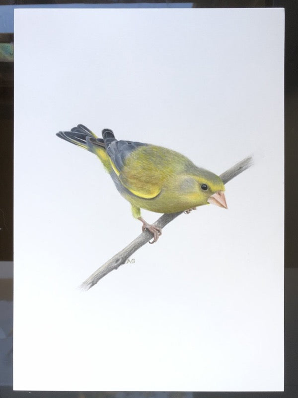 Painting of a greenfinch bird on paper
