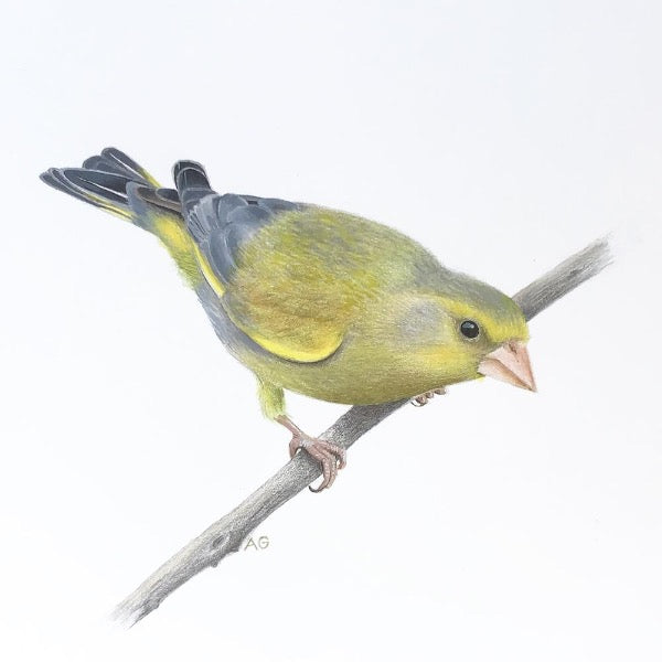Original painting of a European greenfinch bird