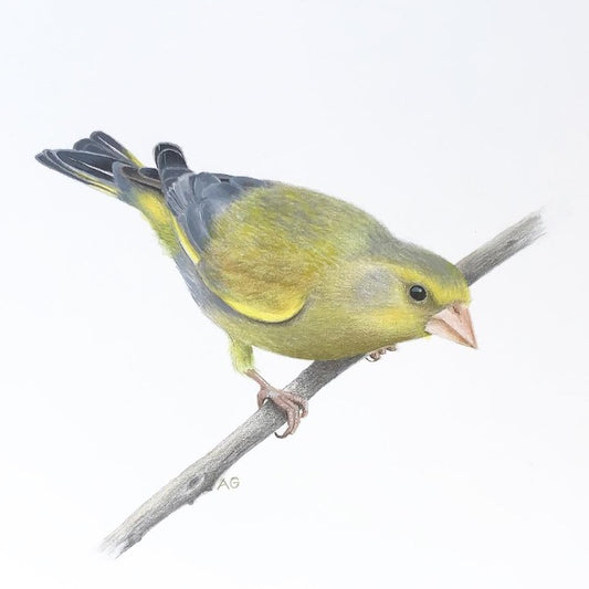Original painting of a European greenfinch bird