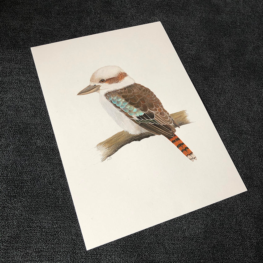 Australian Kookaburra Original Gouache Painting by Amanda Gosse