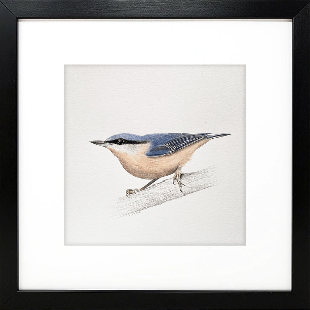 Original gouache on paper painting of a nuthatch bird by artist Amanda Gosse