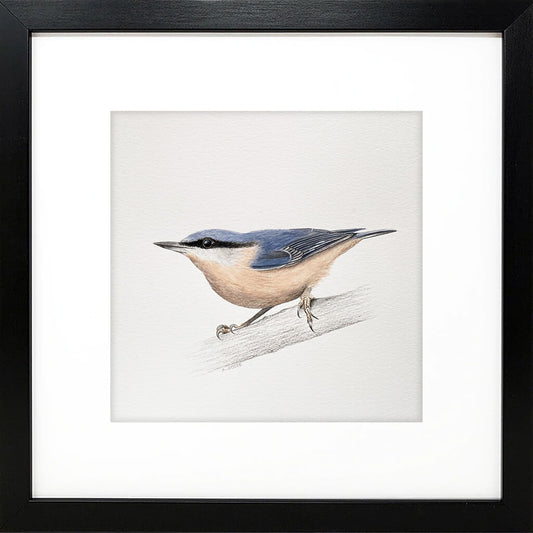 Original gouache on paper painting of a nuthatch bird by artist Amanda Gosse