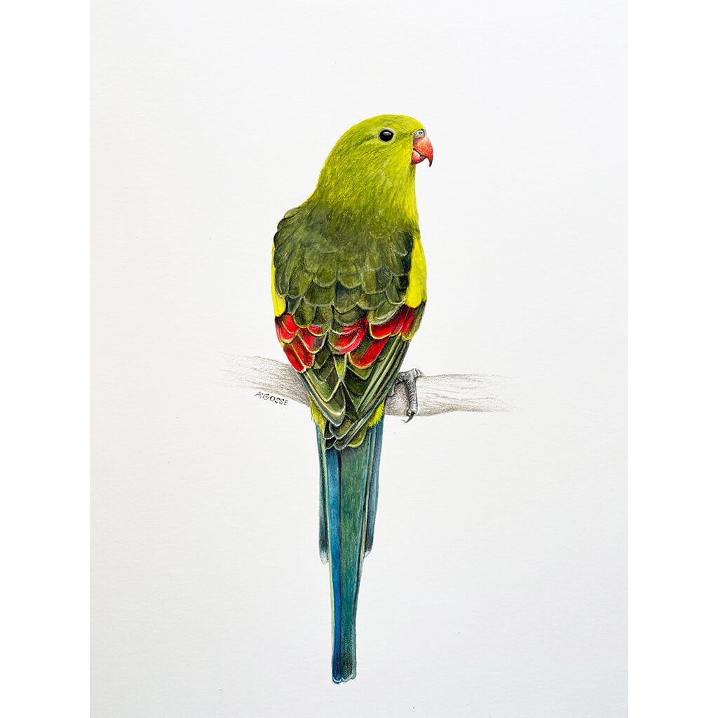 An original realistic painting of a Regent Parrot bird on a branch, painted in gouache and colour pencil.