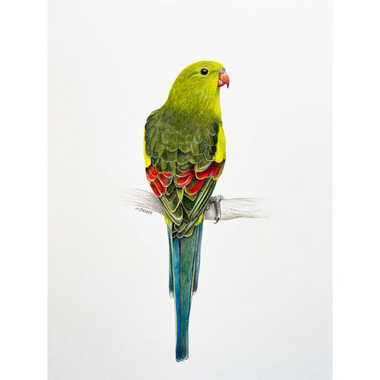 An original realistic painting of a Regent Parrot bird on a branch, painted in gouache and colour pencil.