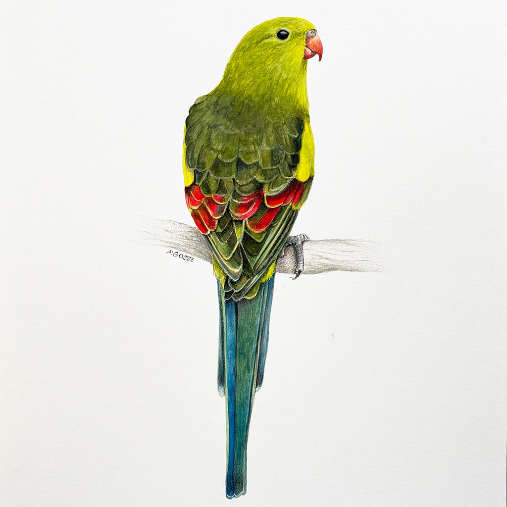 An original realistic painting of a Regent Parrot bird on a branch, painted in gouache and colour pencil on a white background.