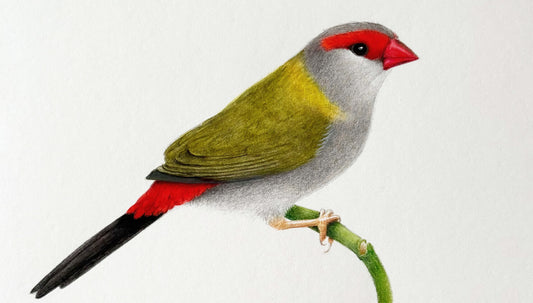 Australian red-browed finch original gouache bird illustration