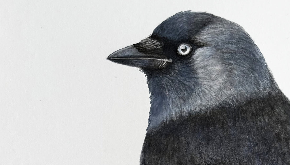 Detail of an original painting of a jackdaw bird by Amanda Gosse
