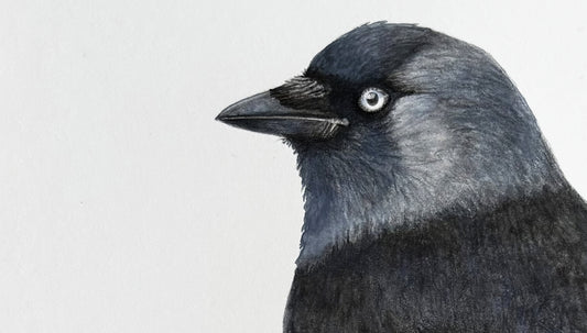 Detail of an original painting of a jackdaw bird by Amanda Gosse