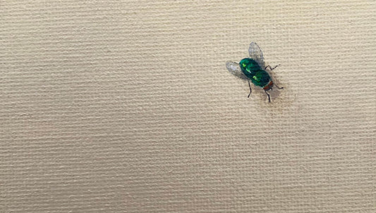 A miniature painting of a fly by Amanda Gosse