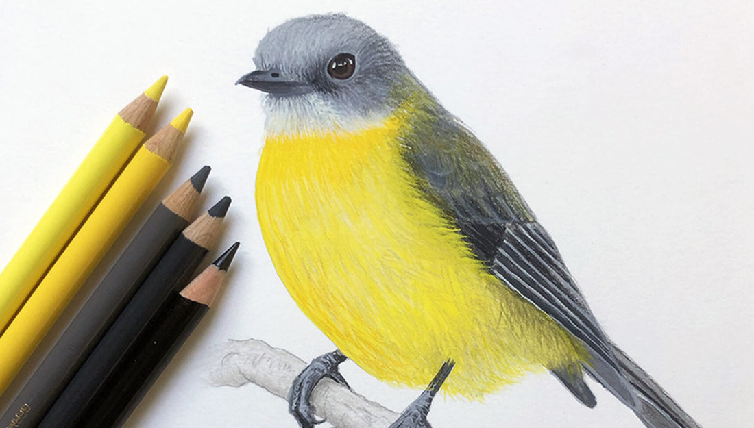 An original gouache painting of an Eastern Yellow Robin