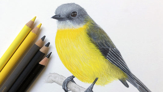 An original gouache painting of an Eastern Yellow Robin