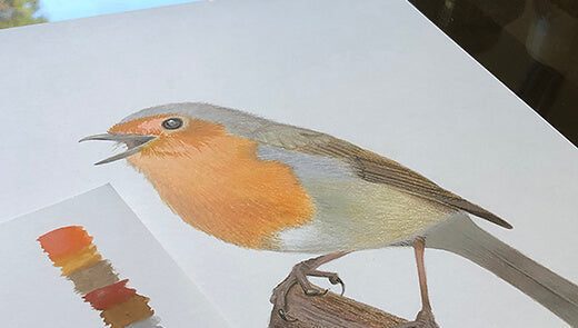 European robin painting by Amanda Gosse