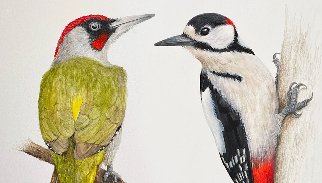 Woodpecker Paintings