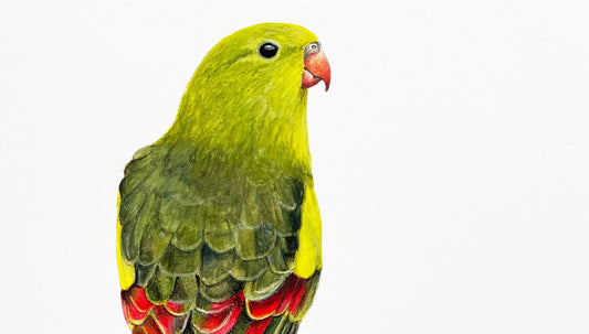 Regent Parrot Painting