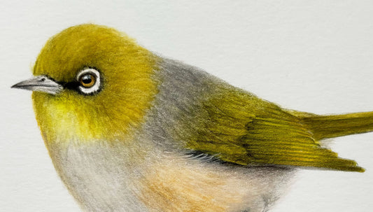 New Silvereye Painting