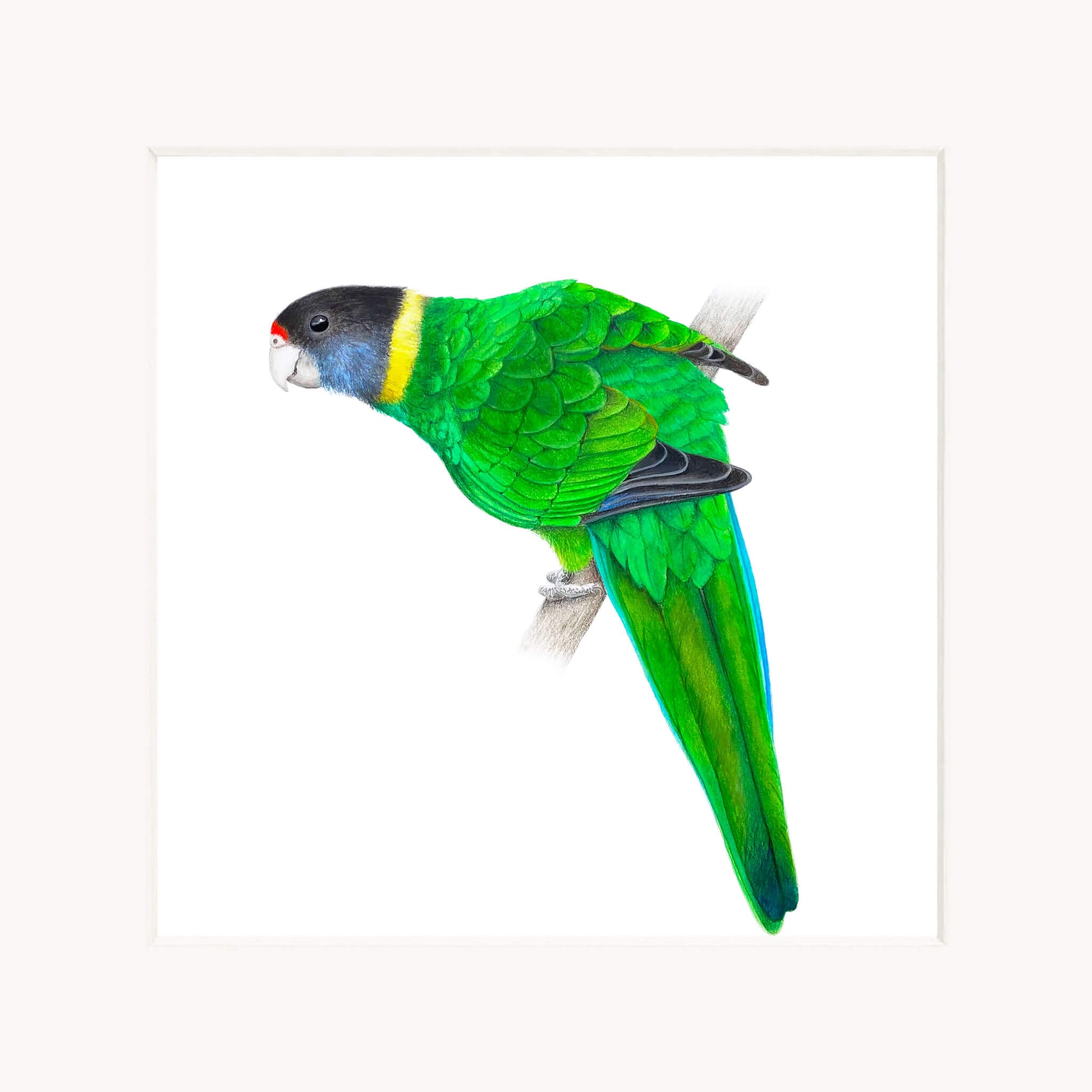 Green parrot with a white background