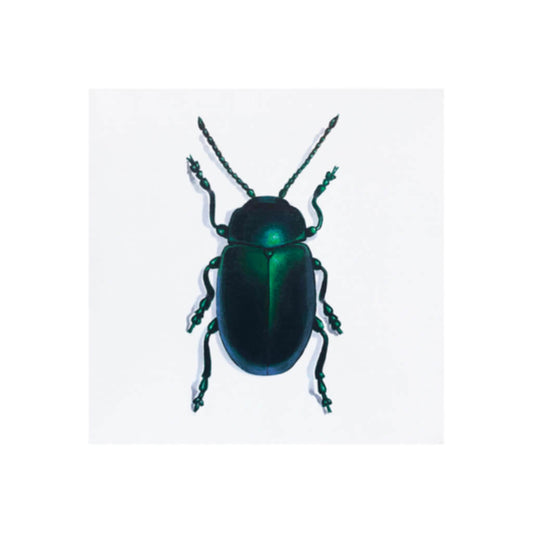 Fine art giclée print of a green jewel beetle by Amanda Gosse