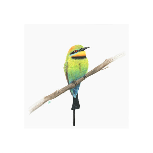 Rainbow bee-eater by Amanda Gosse fine art giclée bird print Australian bird wall art
