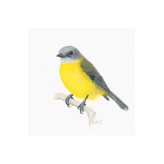 Fine art print of an Eastern Yellow Robin by Amanda Gosse