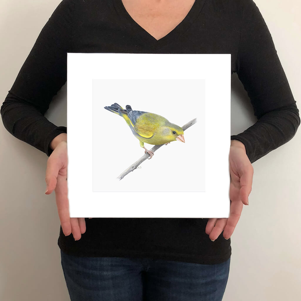 Giclée fine art print of a Greenfinch by bird artist Amanda Gosse artist size guide