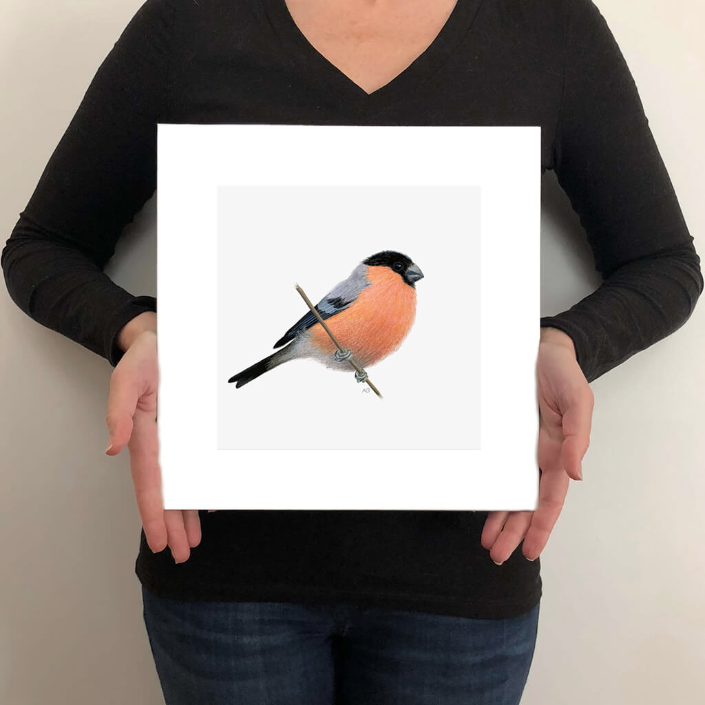 Bullfinch Fine Art Print by Amanda Gosse size guide